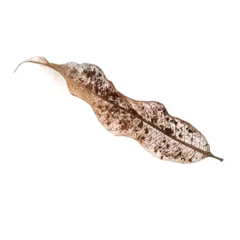 Dry Mango Leaves